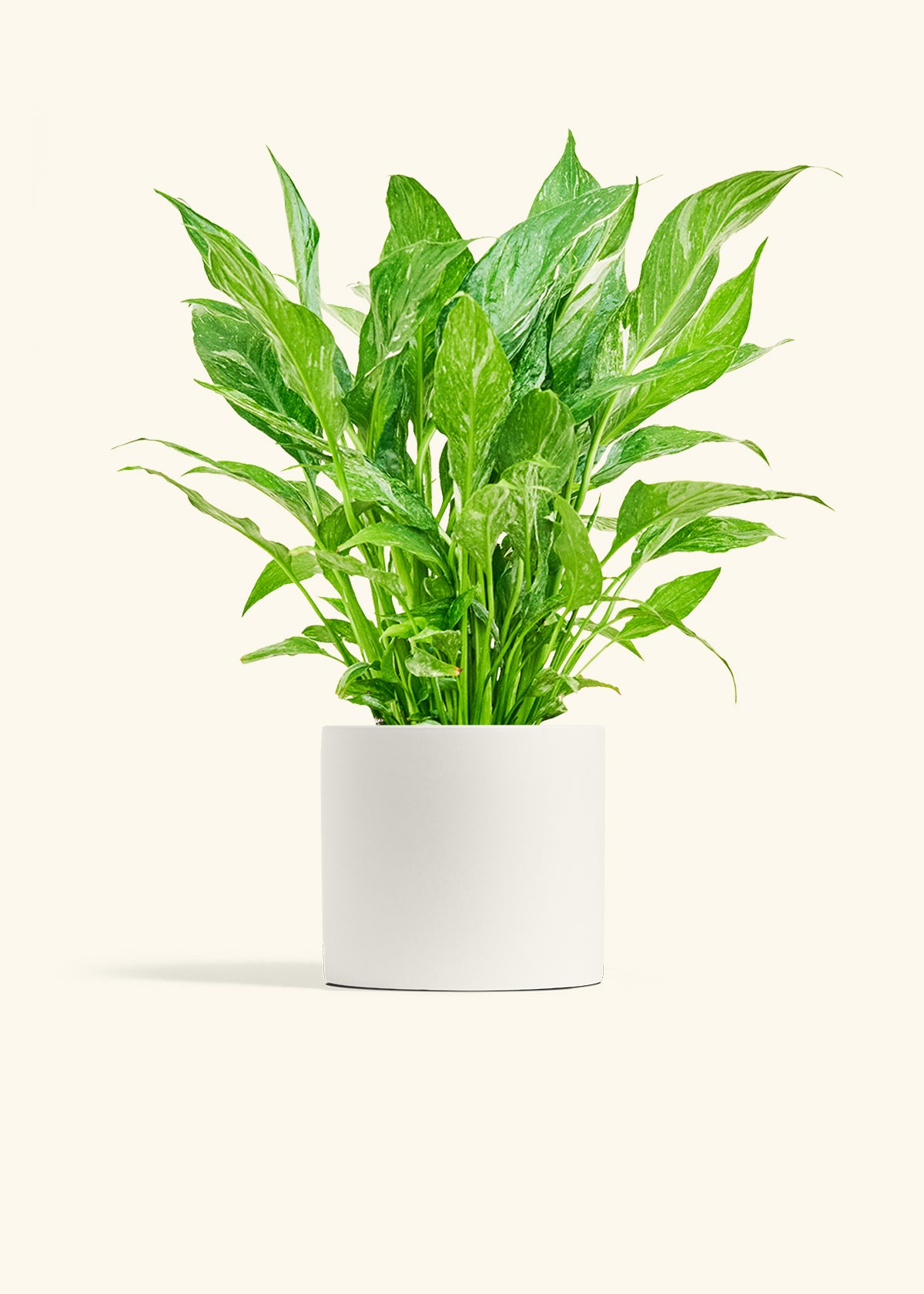 Variegated Peace Lily in a 6 inches White Classic Cylinder Planter