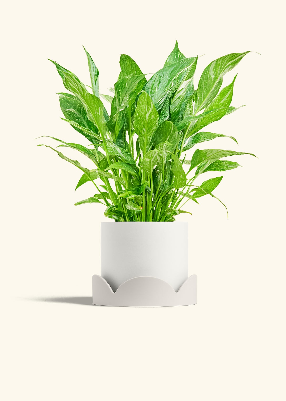 Variegated Peace Lily in a 6 inches White Classic Cylinder Planter in a Oat Petal Drip Tray