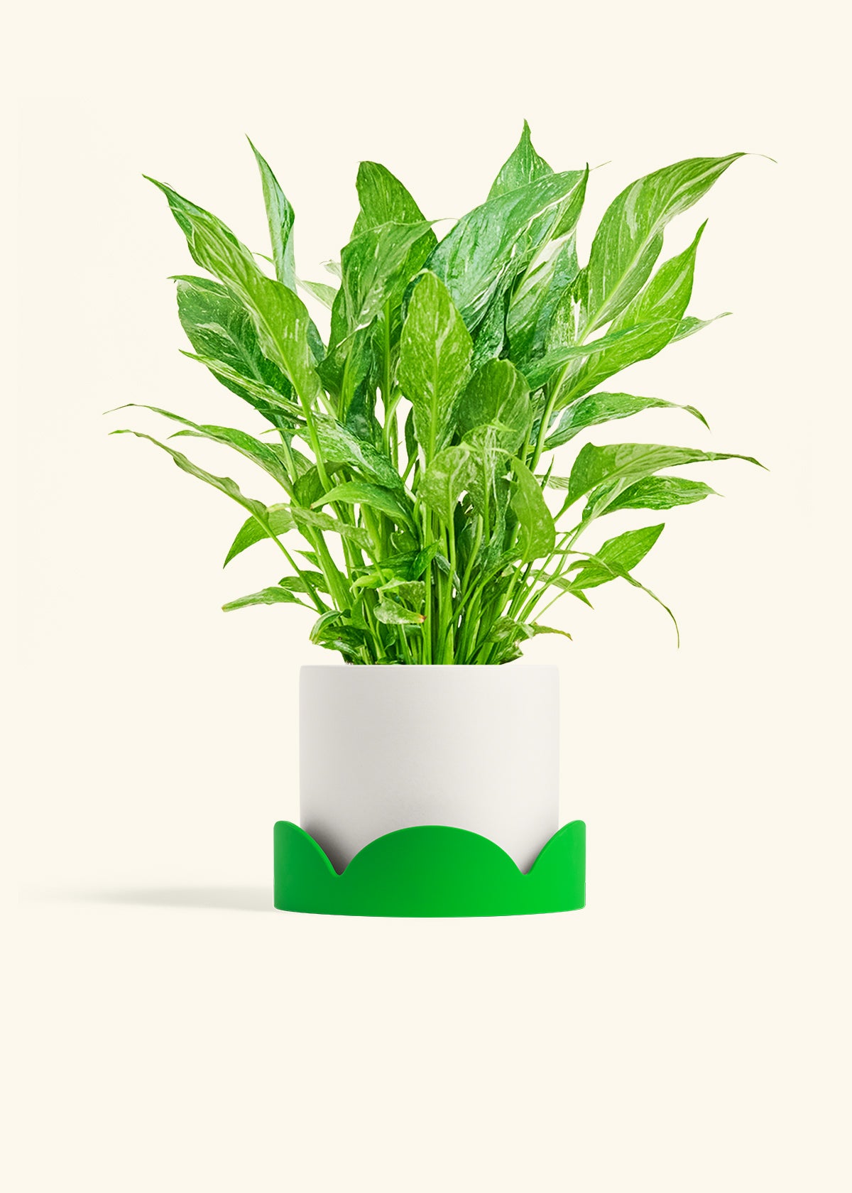 Variegated Peace Lily in a 6 inches White Classic Cylinder Planter in a Shamrock Petal Drip Tray