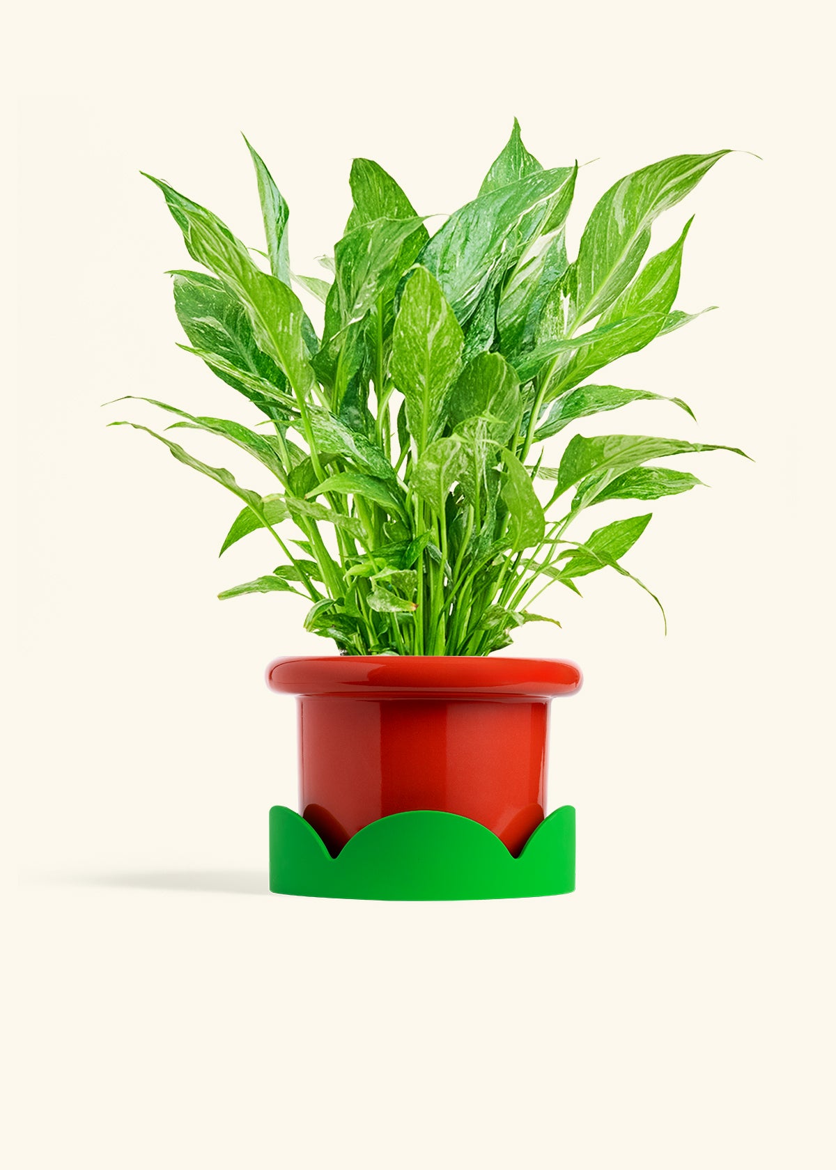 Variegated Peace Lily in a 6 inches Fat Lip Red Planter in a Shamrock Petal Drip Tray