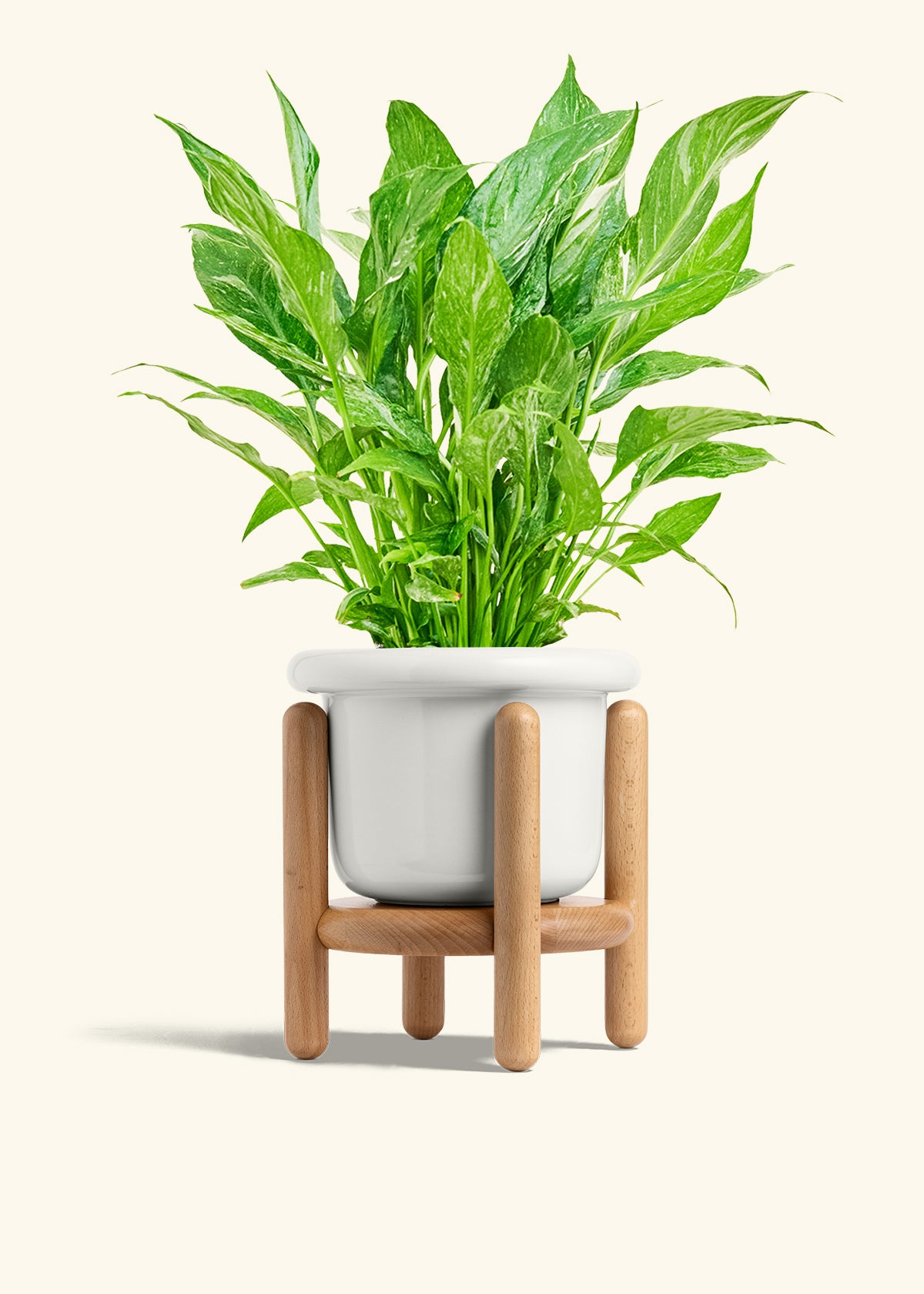 Variegated Peace Lily in a 6 inches Fat Lip White Planter in a Beech Wood Stand