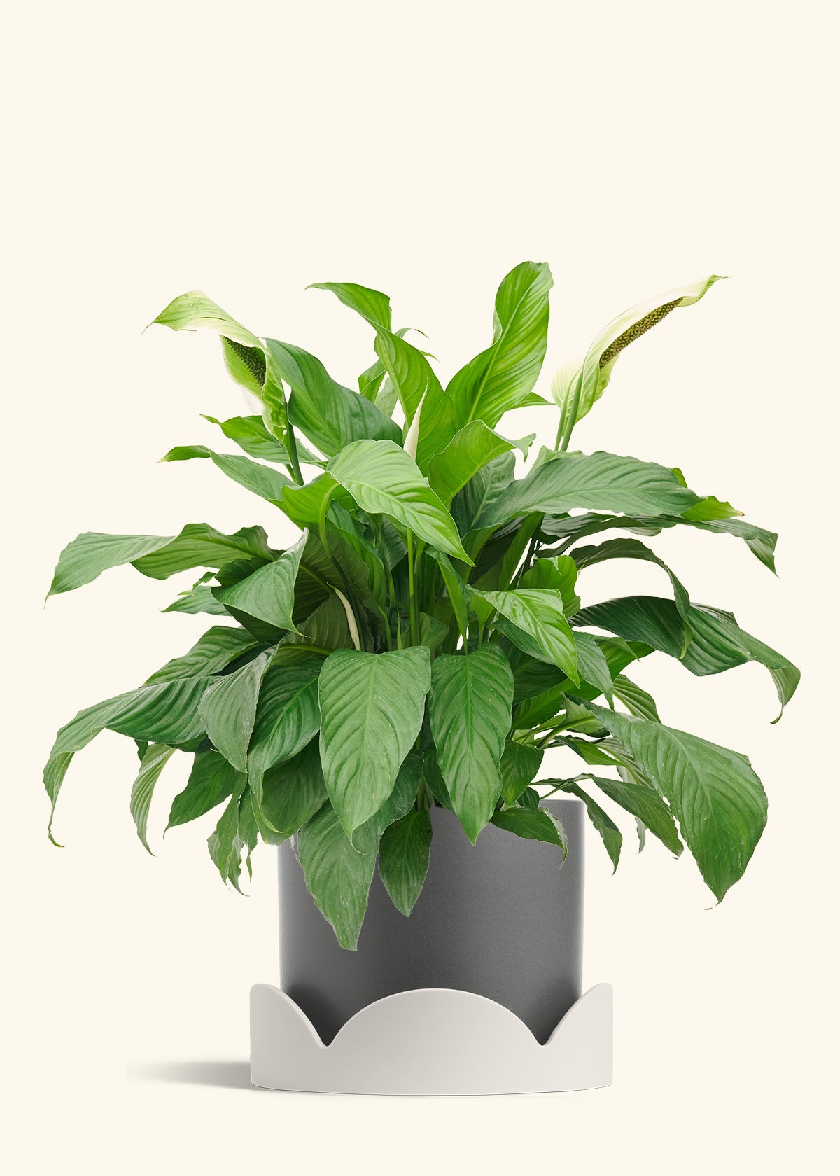Peace Lily in a 10 inches Charcoal Classic Cylinder Planter in a Oat Petal Drip Tray