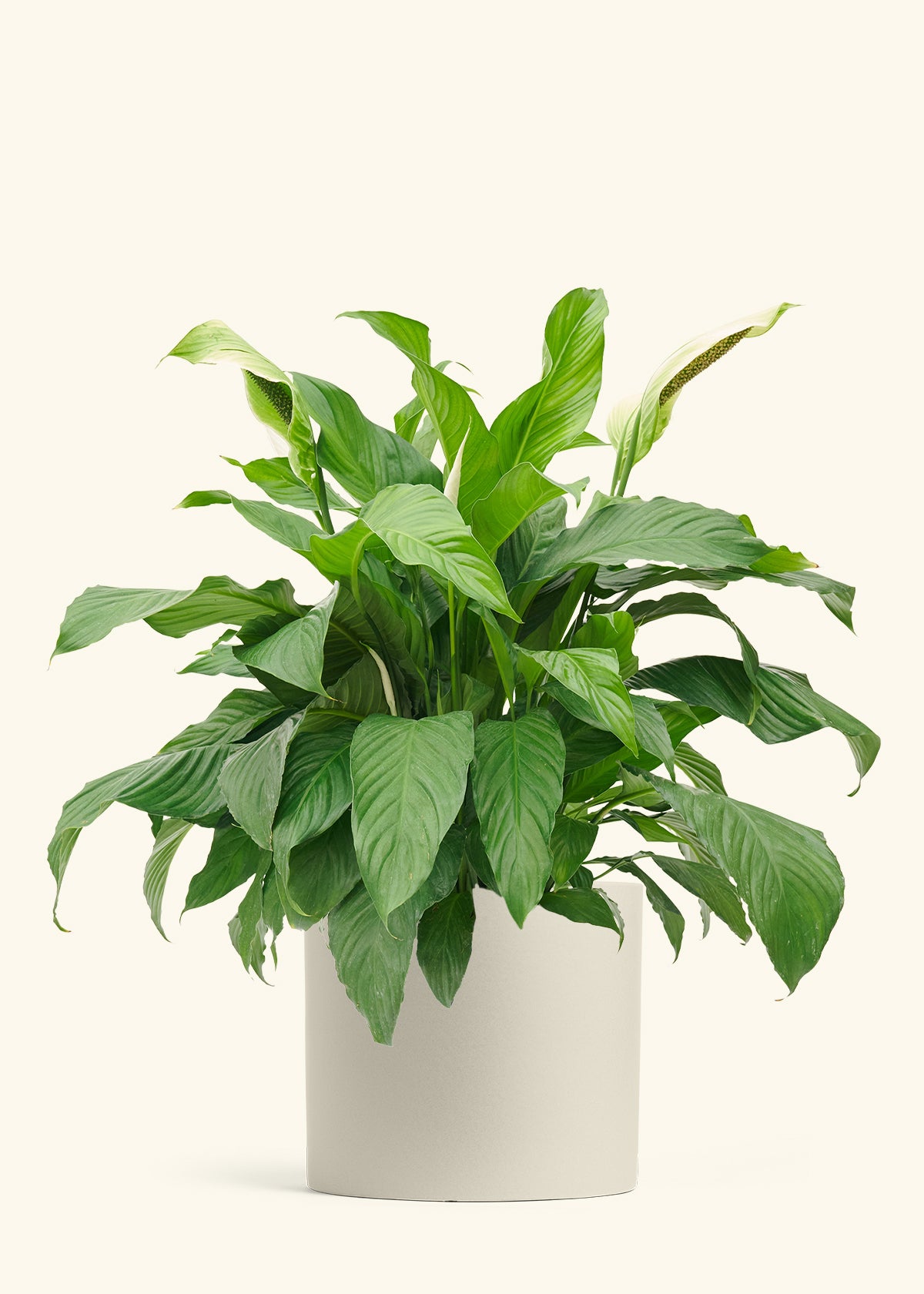 Peace Lily in a 10 inches Oat Classic Cylinder Planter