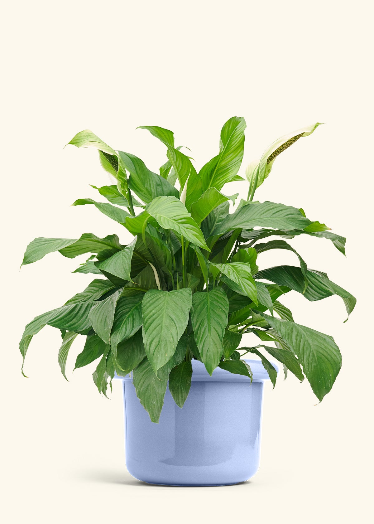 Peace Lily in a 10 inches Fat Lip Blue Planter