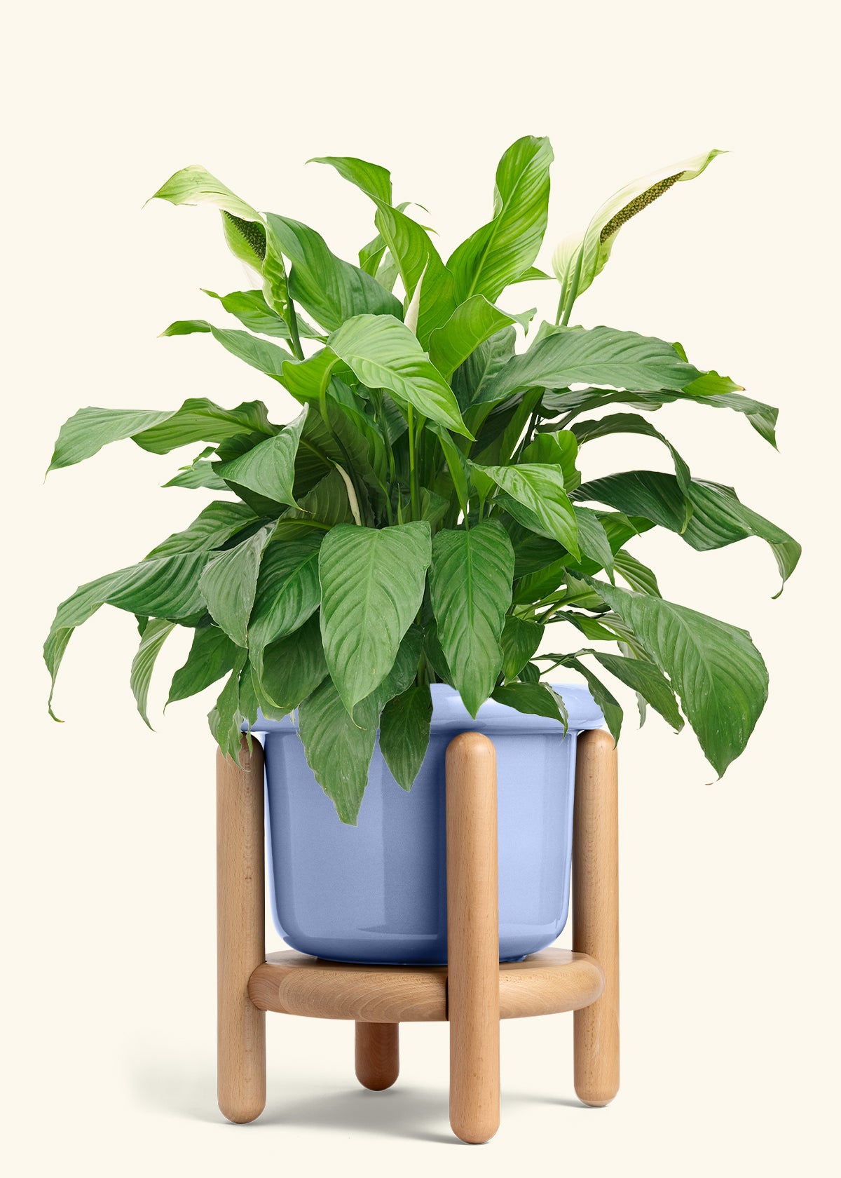 Fat Lip Planter Stand Combo, Cornflower