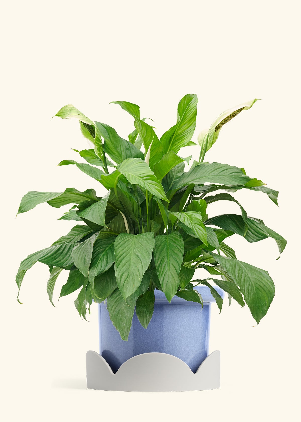 Peace Lily in a 10 inches Fat Lip Blue Planter in a Oat Petal Drip Tray