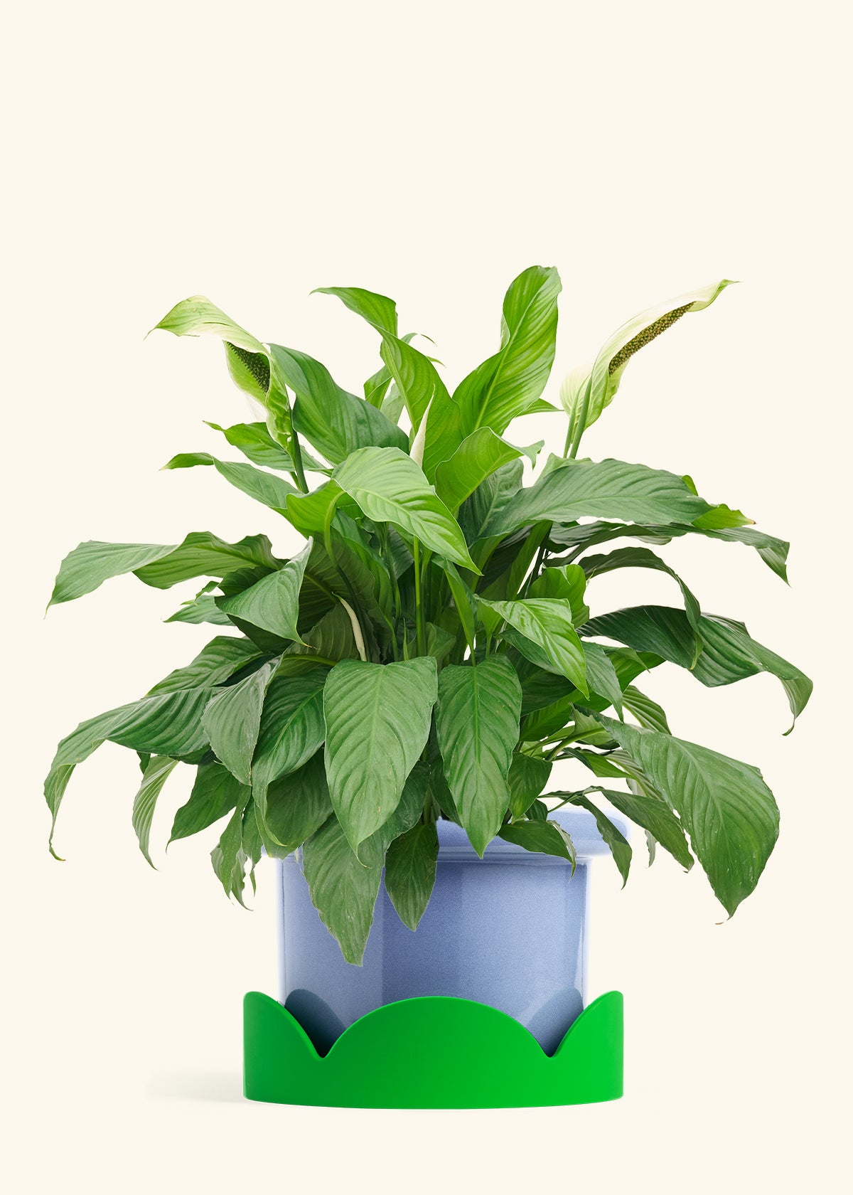 Peace Lily in a 10 inches Fat Lip Blue Planter in a Shamrock Petal Drip Tray