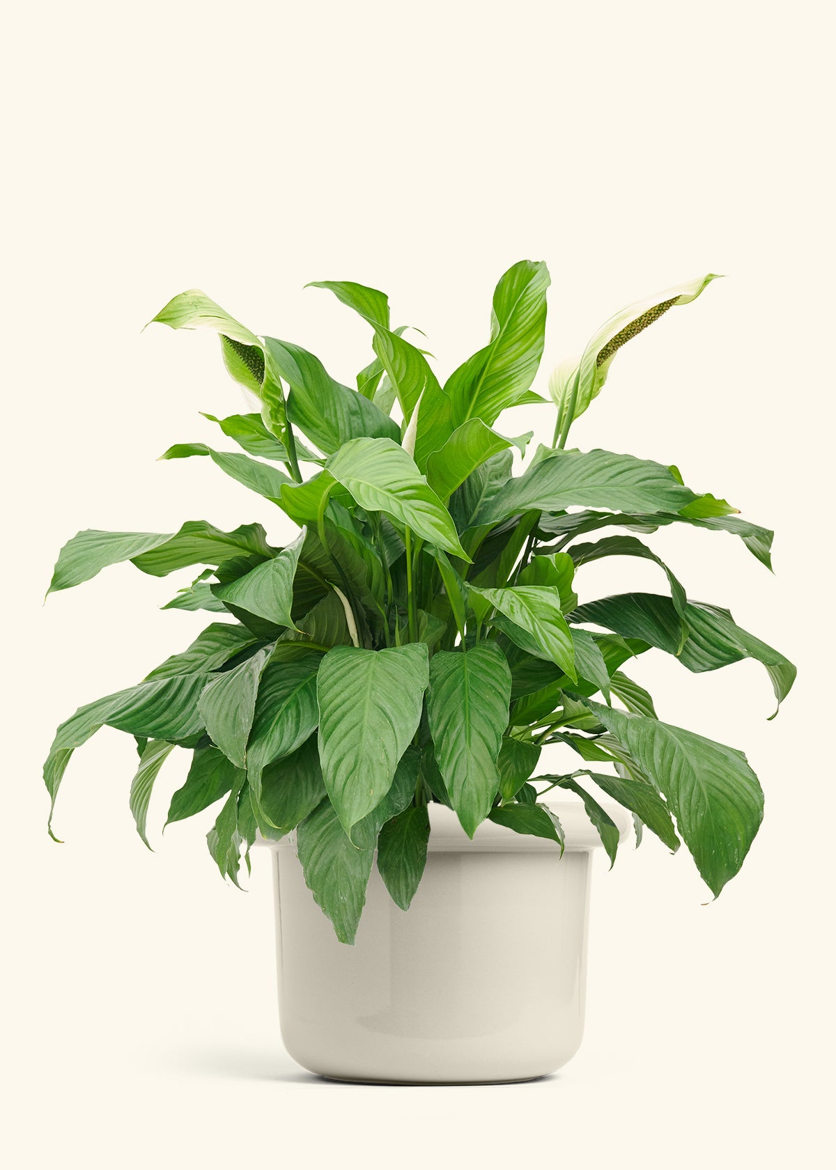 Peace Lily in a 10 inches Fat Lip Oat Planter
