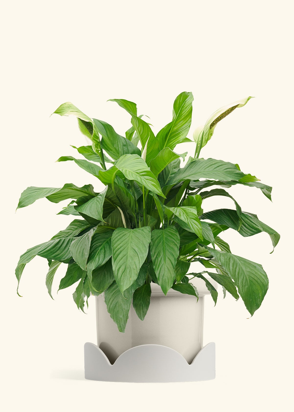 Peace Lily in a 10 inches Fat Lip Oat Planter in a Oat Petal Drip Tray