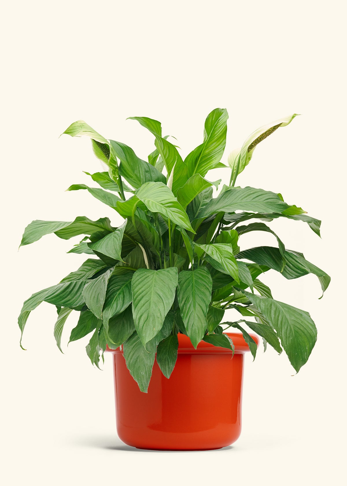 Peace Lily in a 10 inches Fat Lip Red Planter