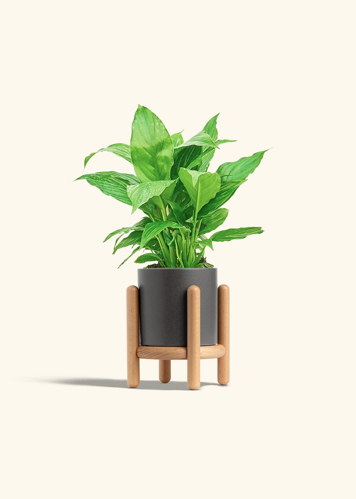 Spath Peace Lily in a 4 inches Charcoal Classic Cylinder Planter in a Beech Wood Stand