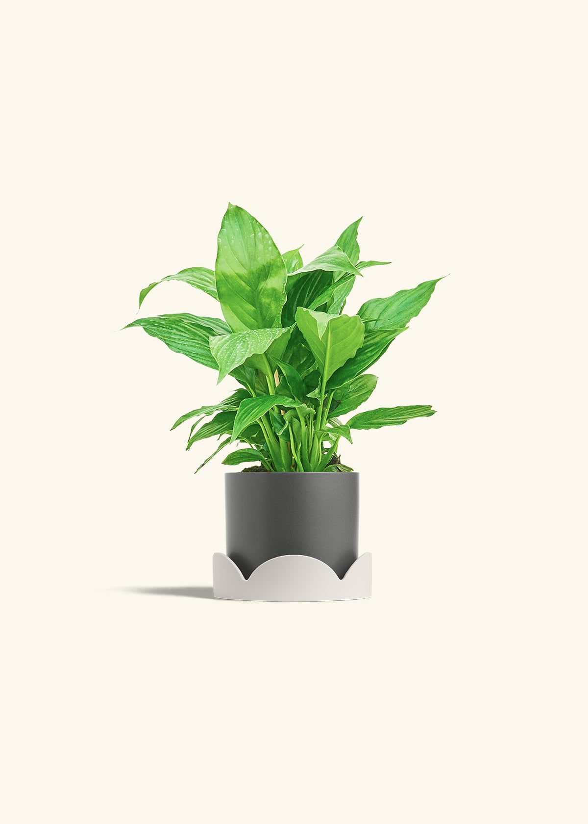 Spath Peace Lily in a 4 inches Charcoal Classic Cylinder Planter in a Oat Petal Drip Tray
