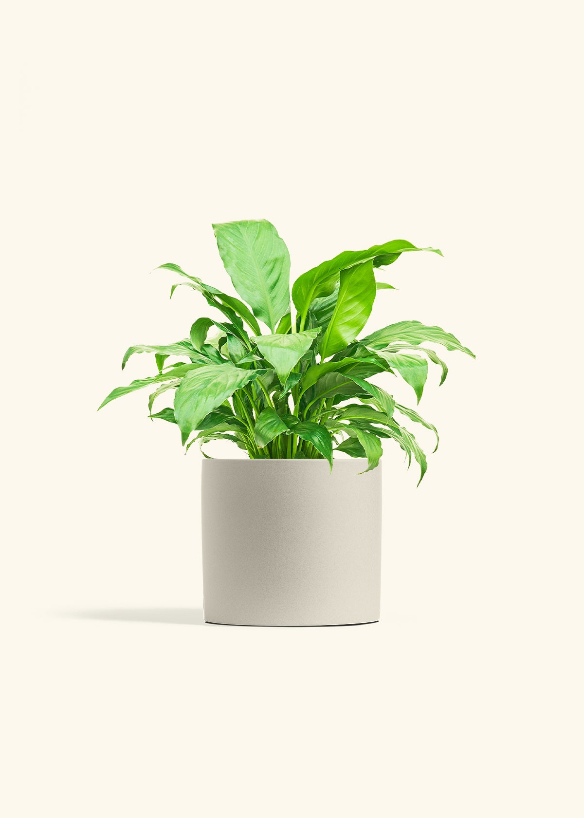 Peace Lily in a 6 inches Oat Classic Cylinder Planter