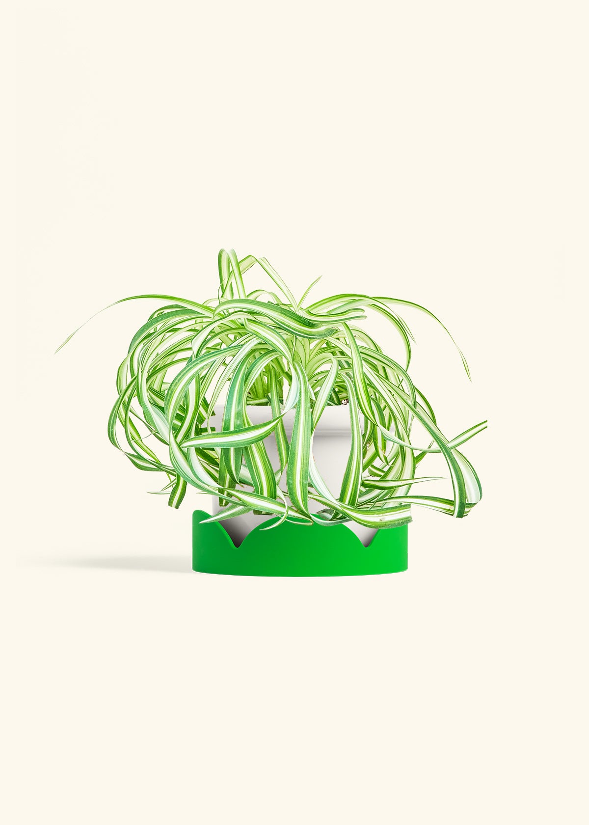 Spider Plant 'Bonnie', Medium