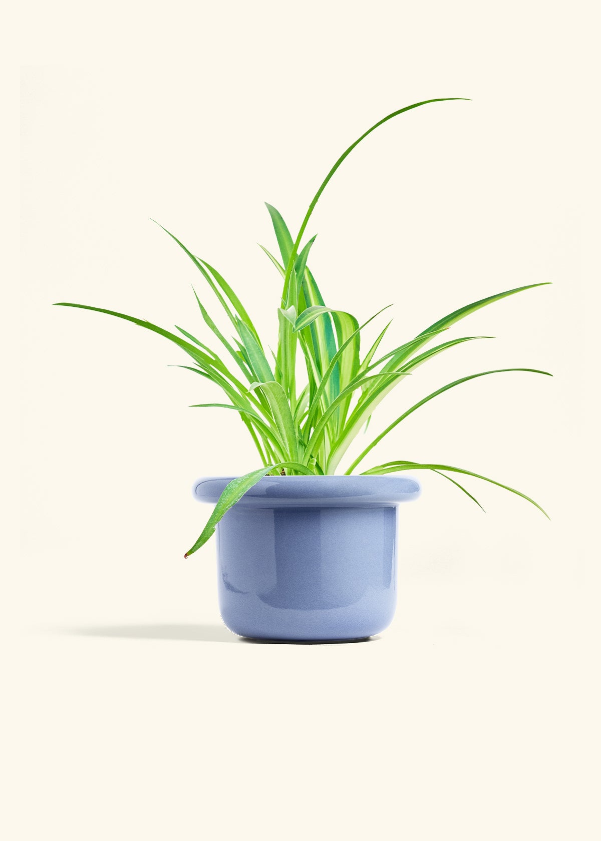 Spider Plant Reverse in a 6 inches Fat Lip Blue Planter