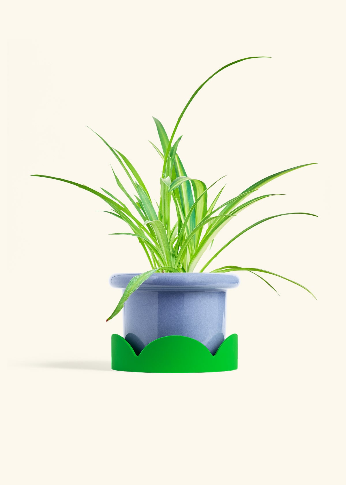 Spider Plant Reverse in a 6 inches Fat Lip Blue Planter in a Shamrock Petal Drip Tray