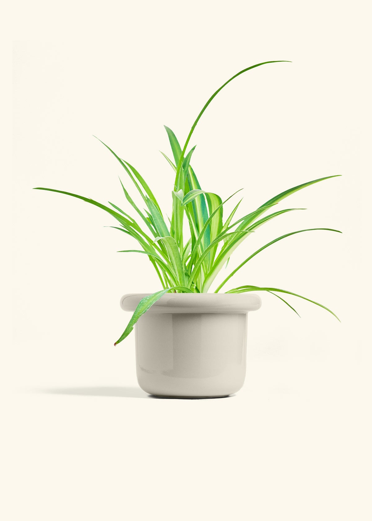 Spider Plant Reverse in a 6 inches Fat Lip Oat Planter