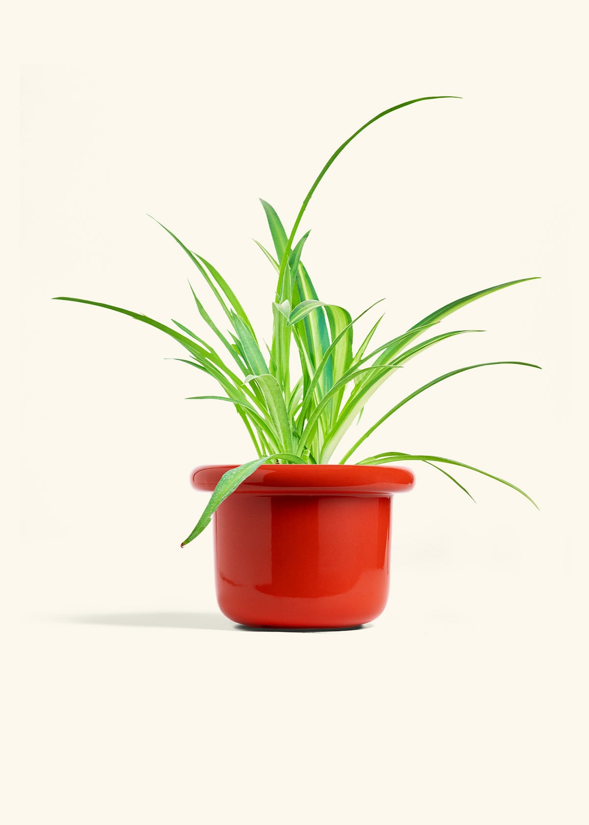 Spider Plant Reverse in a 6 inches Fat Lip Red Planter