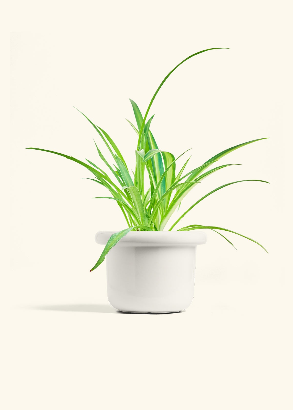 Spider Plant Reverse in a 6 inches Fat Lip White Planter