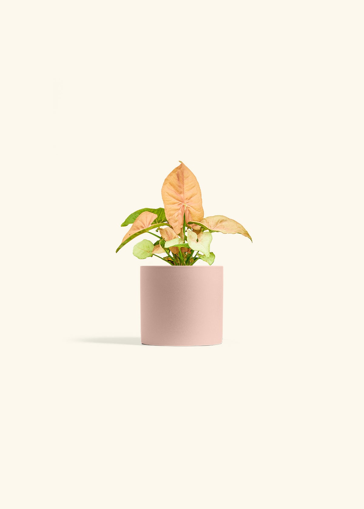 Pink Arrowhead in a 4 inches Pink Classic Cylinder Planter