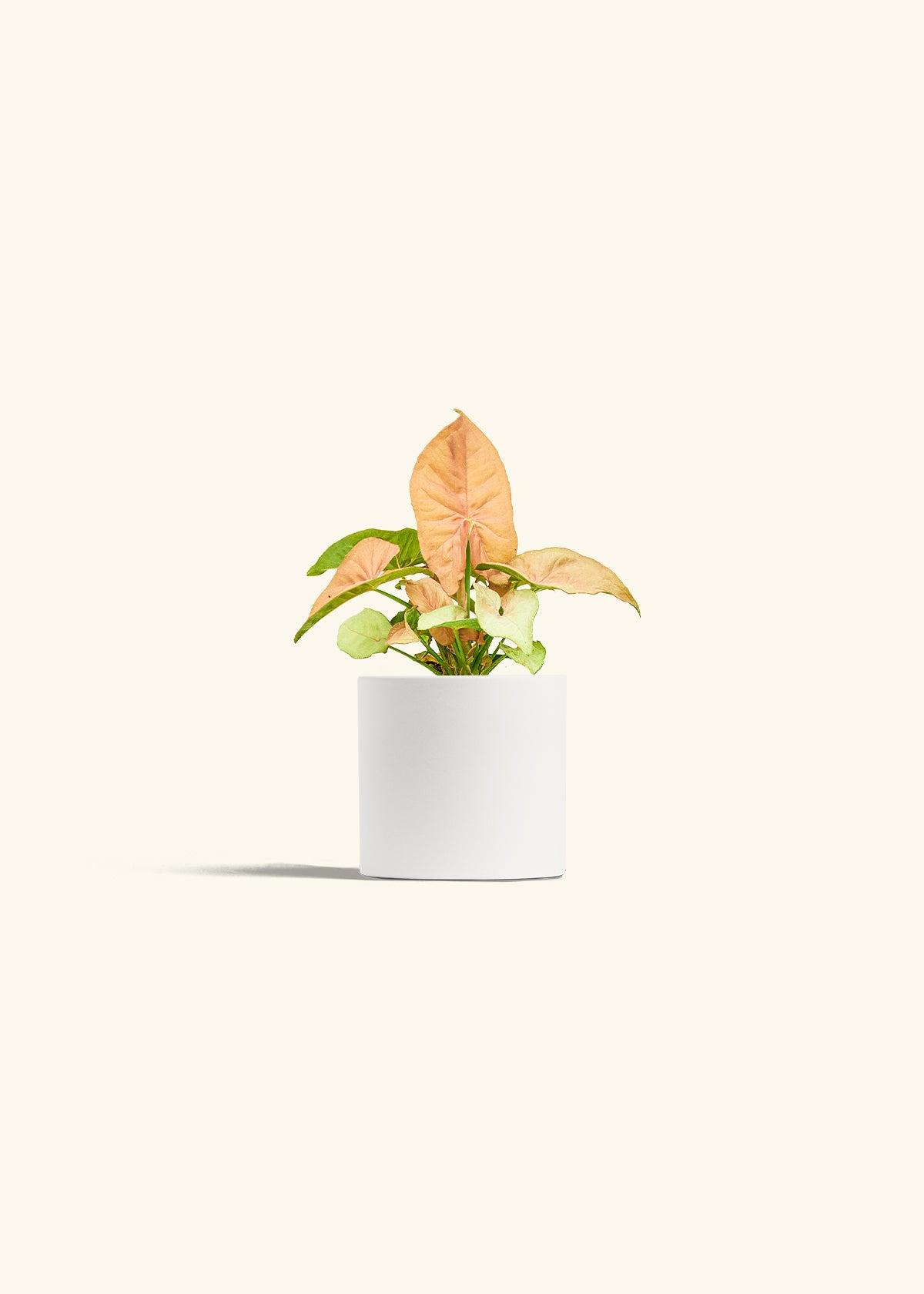 Pink Arrowhead in a 4 inches White Classic Cylinder Planter