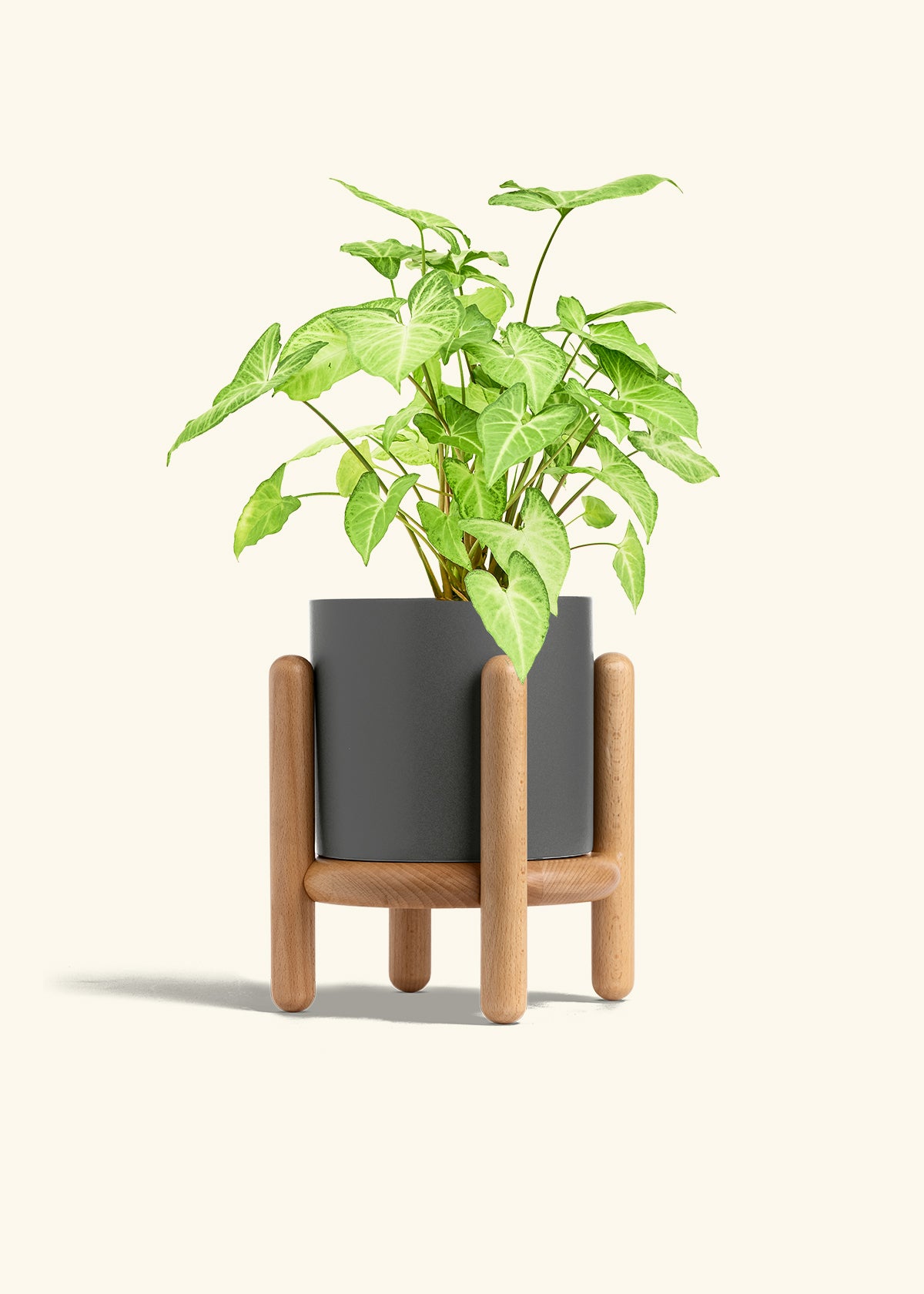 White Arrowhead Plant in a 6 inches Charcoal Classic Cylinder Planter in a Beech Wood Stand