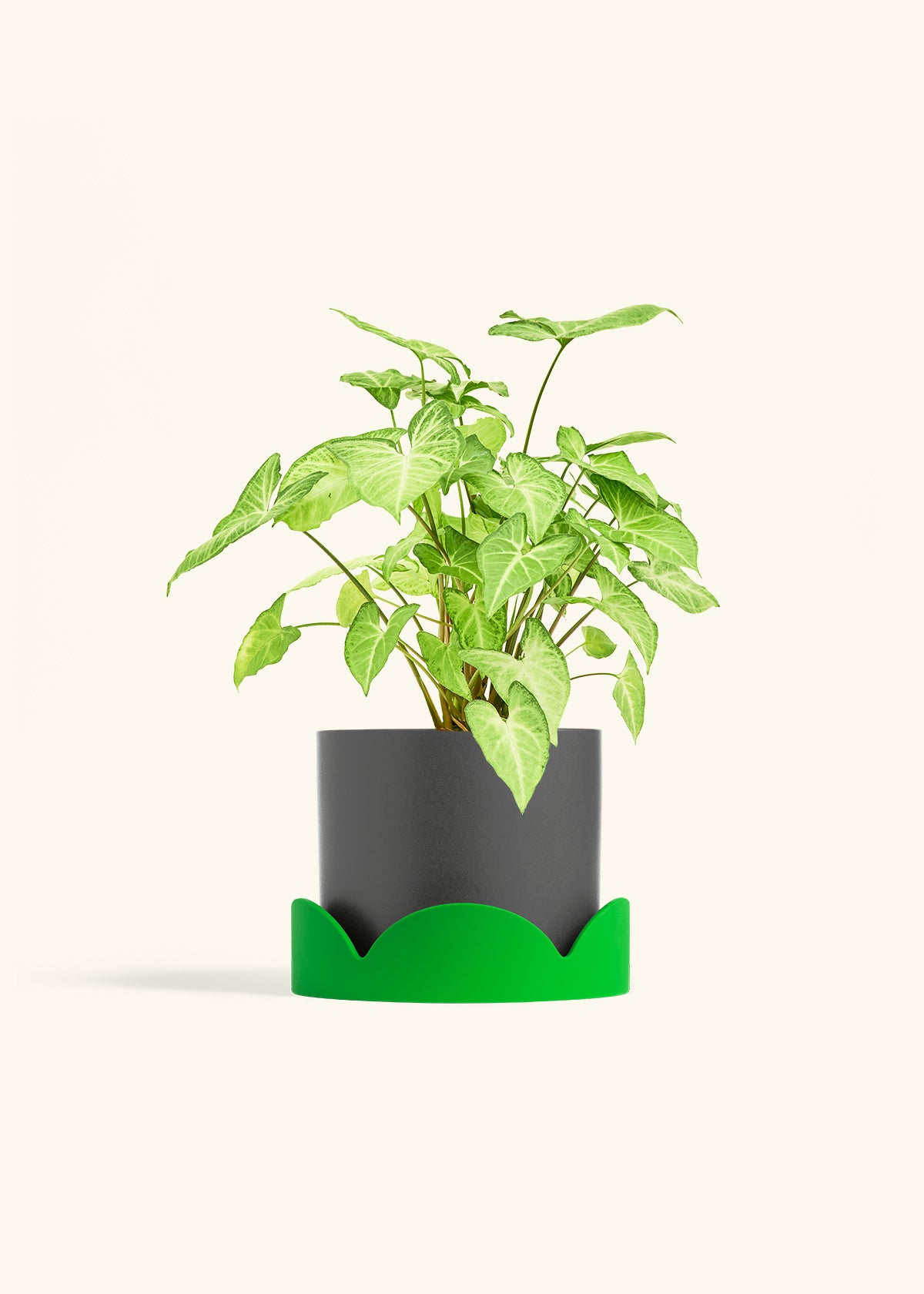 White Arrowhead Plant in a 6 inches Charcoal Classic Cylinder Planter in a Shamrock Petal Drip Tray