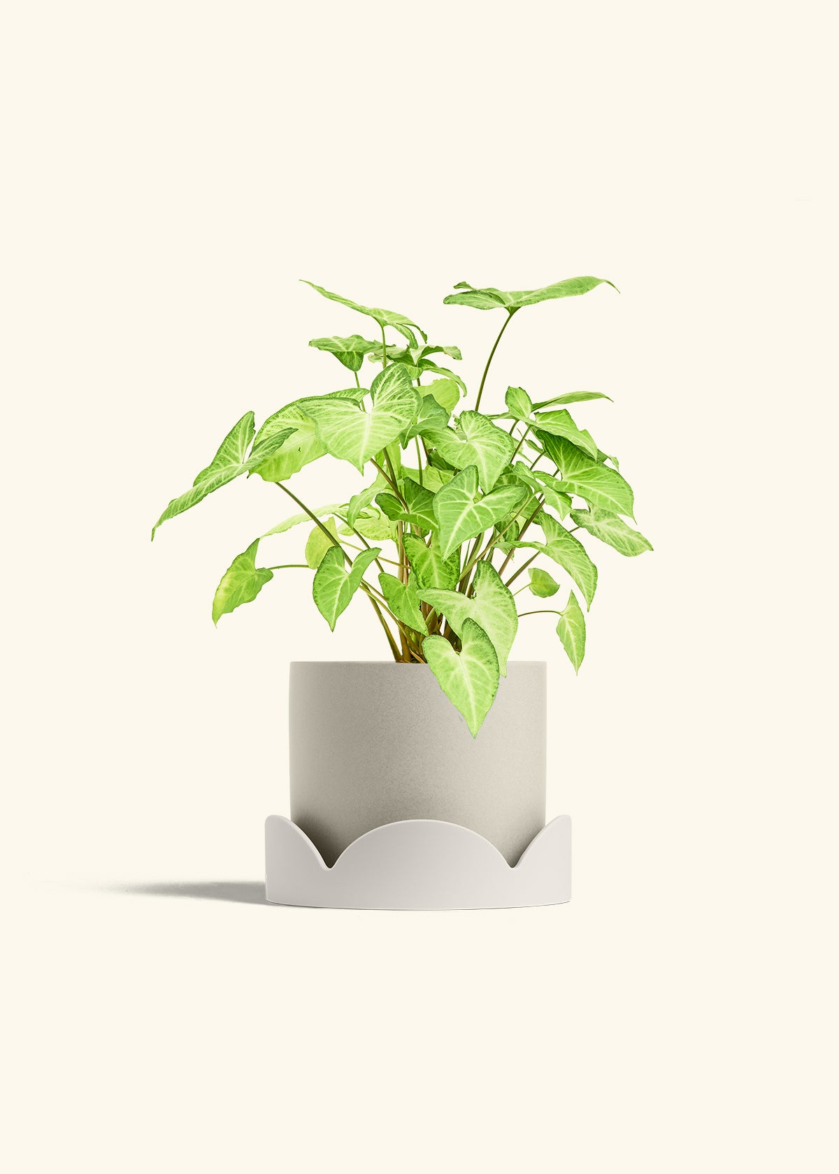 White Arrowhead Plant in a 6 inches Oat Classic Cylinder Planter in a Oat Petal Drip Tray