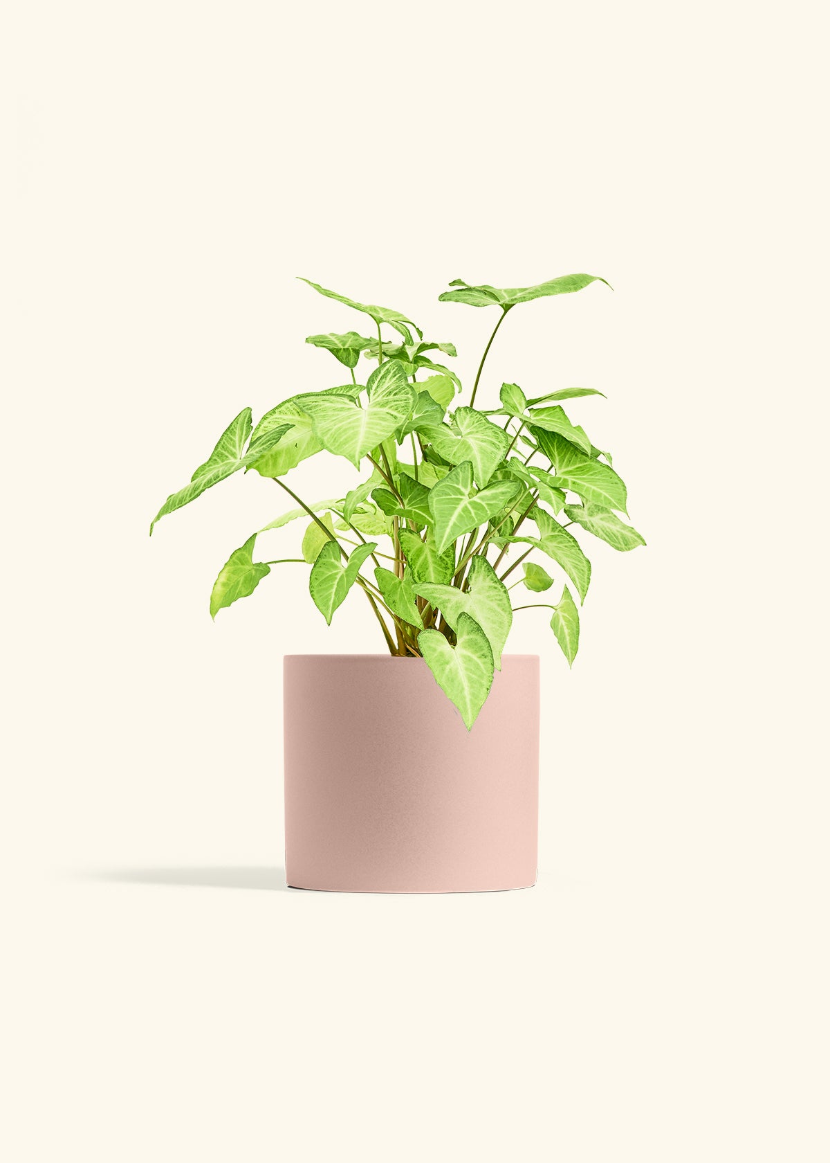 White Arrowhead Plant in a 6 inches Pink Classic Cylinder Planter