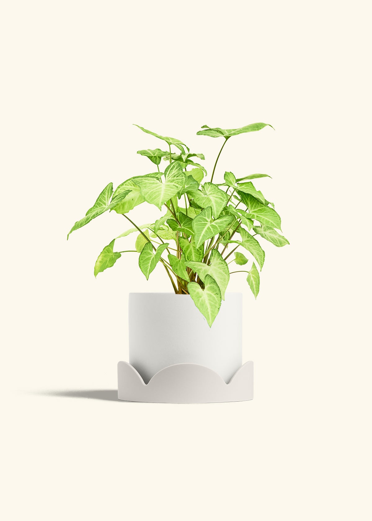 White Arrowhead Plant in a 6 inches White Classic Cylinder Planter in a Oat Petal Drip Tray