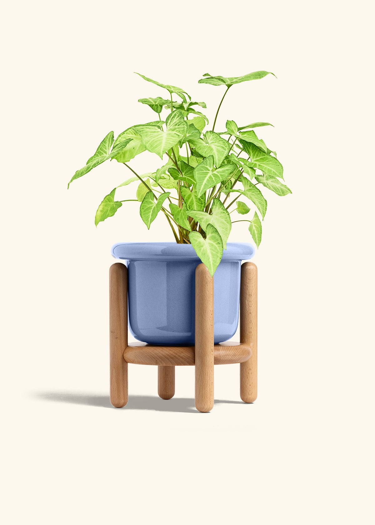 White Arrowhead Plant in a 6 inches Fat Lip Blue Planter in a Beech Wood Stand