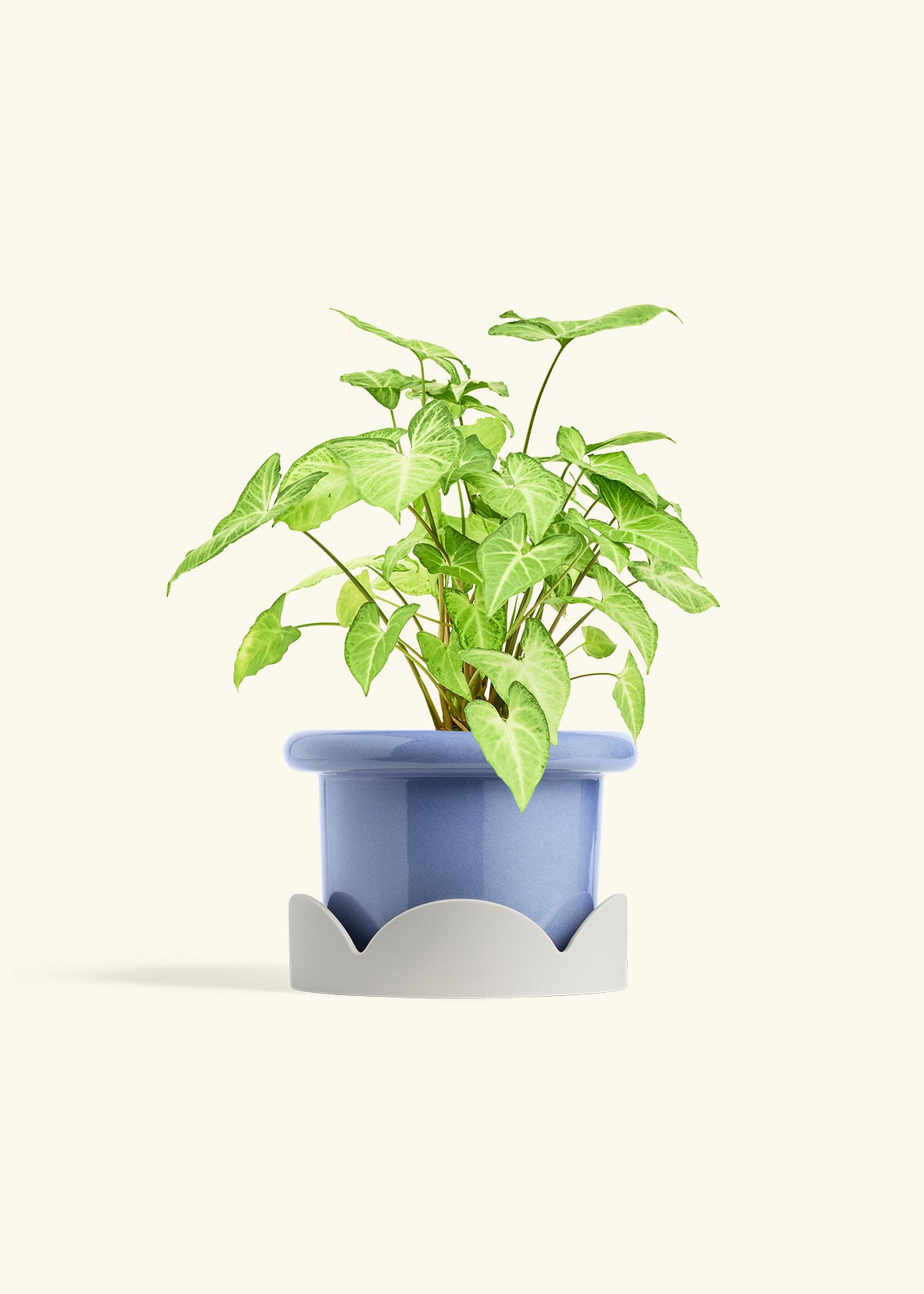 White Arrowhead Plant in a 6 inches Fat Lip Blue Planter in a Oat Petal Drip Tray