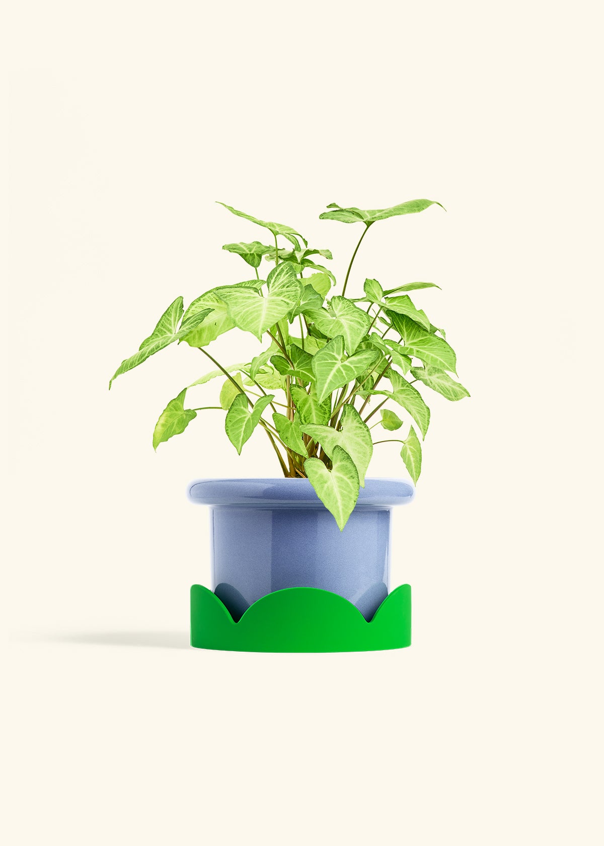 White Arrowhead Plant in a 6 inches Fat Lip Blue Planter in a Shamrock Petal Drip Tray