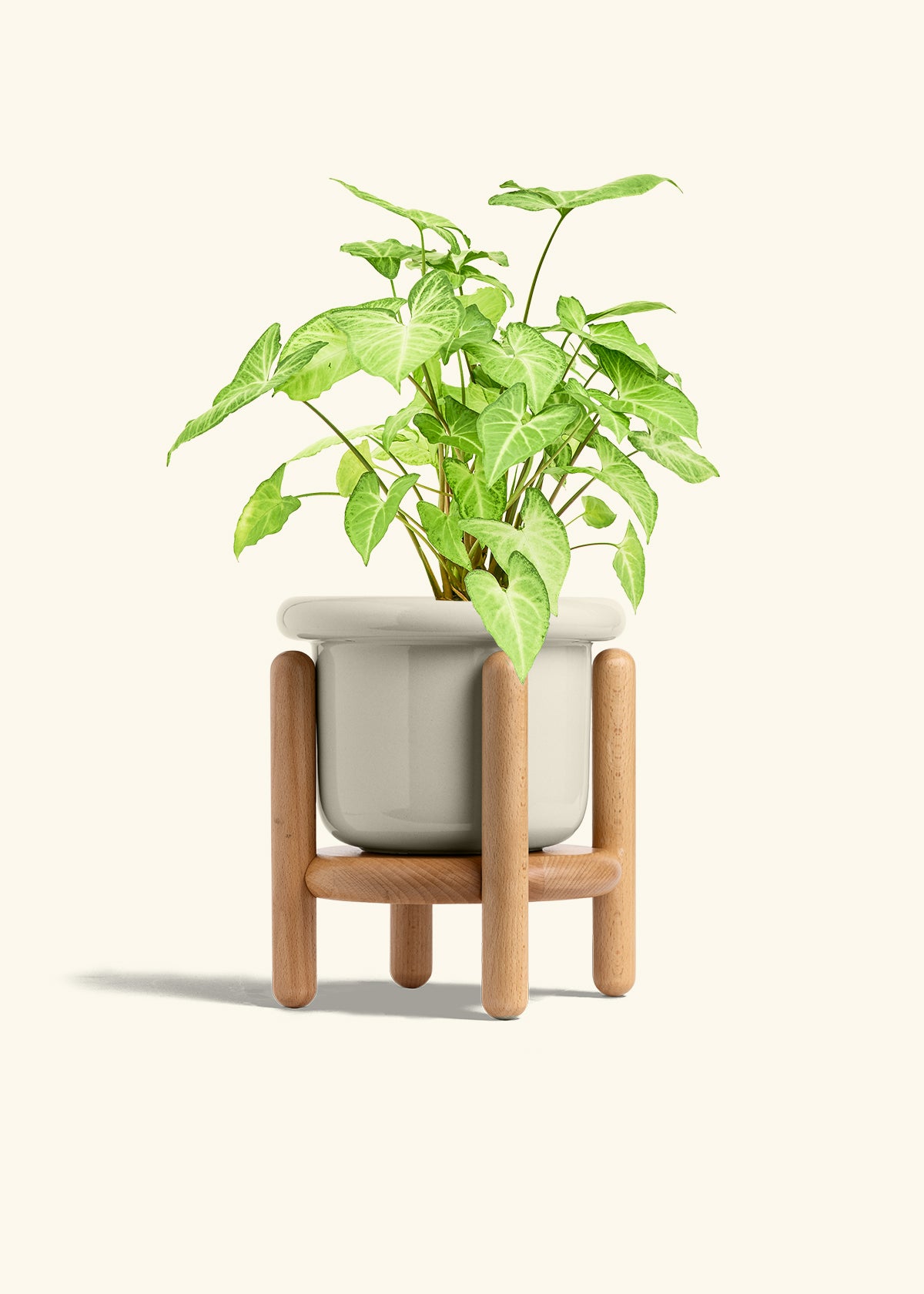 White Arrowhead Plant in a 6 inches Fat Lip Oat Planter in a Beech Wood Stand