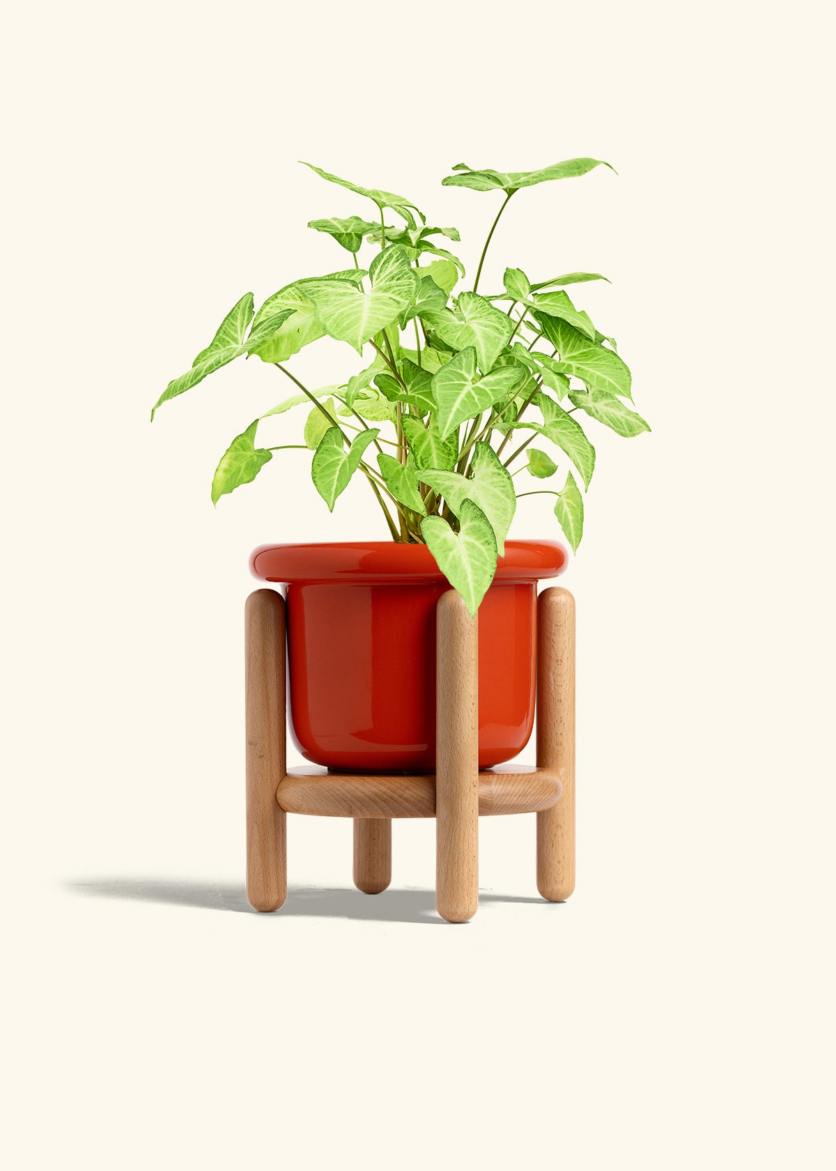 White Arrowhead Plant in a 6 inches Fat Lip Red Planter in a Beech Wood Stand