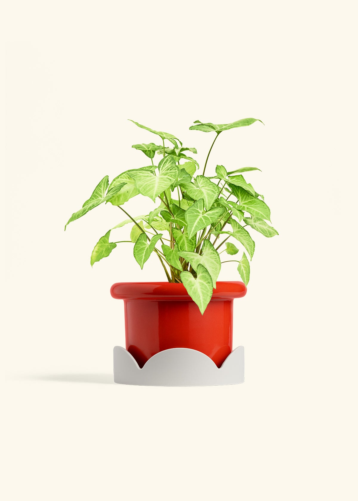 White Arrowhead Plant in a 6 inches Fat Lip Red Planter in a Oat Petal Drip Tray