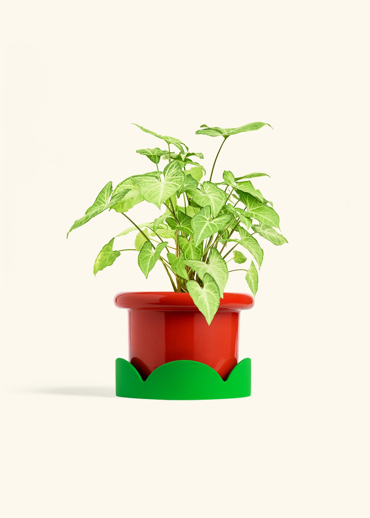 White Arrowhead Plant in a 6 inches Fat Lip Red Planter in a Shamrock Petal Drip Tray