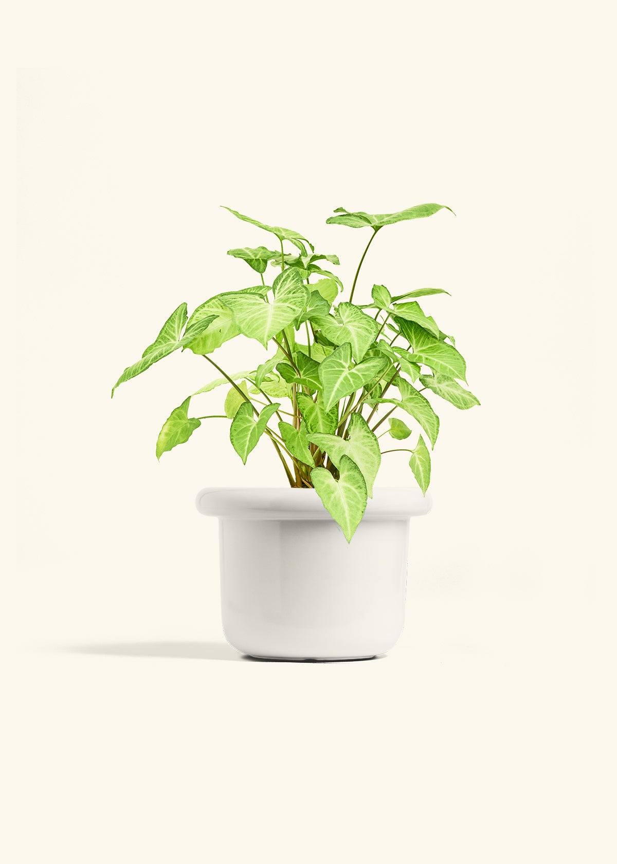 White Arrowhead Plant in a 6 inches Fat Lip White Planter