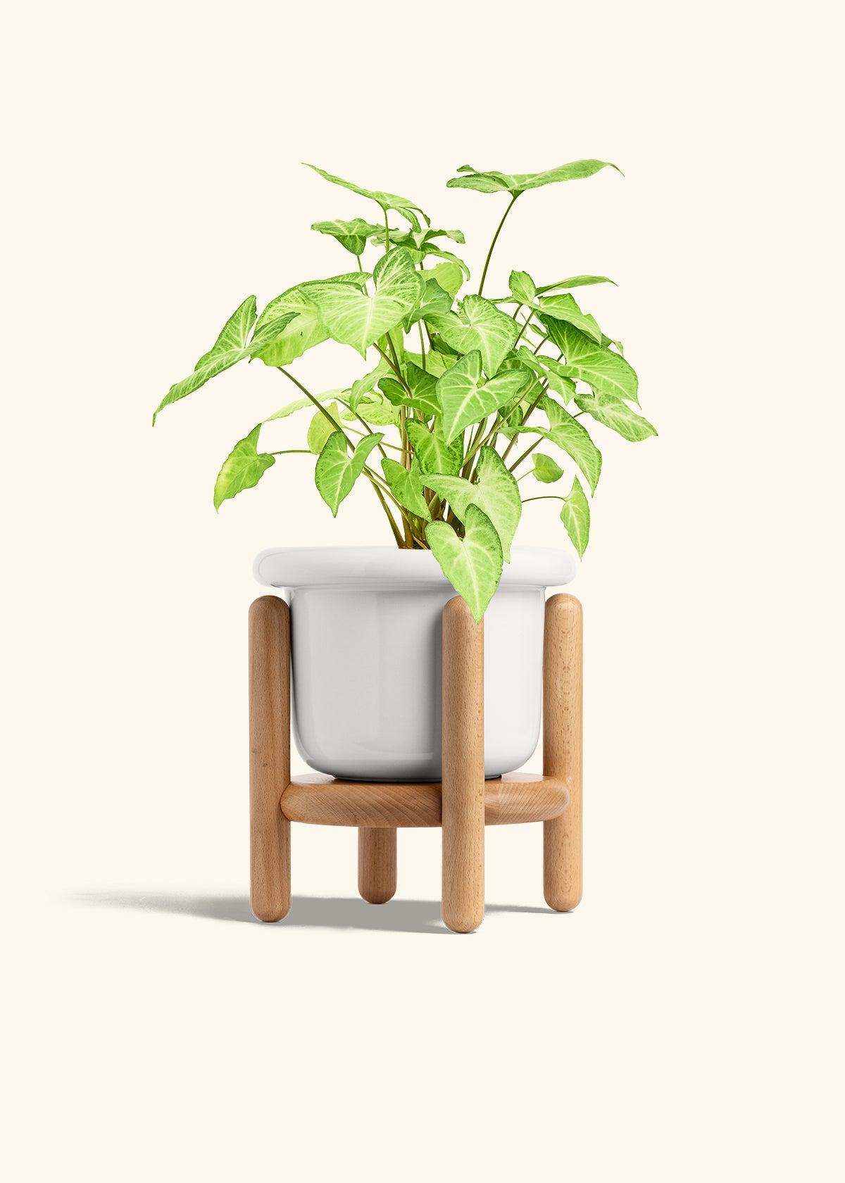 White Arrowhead Plant in a 6 inches Fat Lip White Planter in a Beech Wood Stand