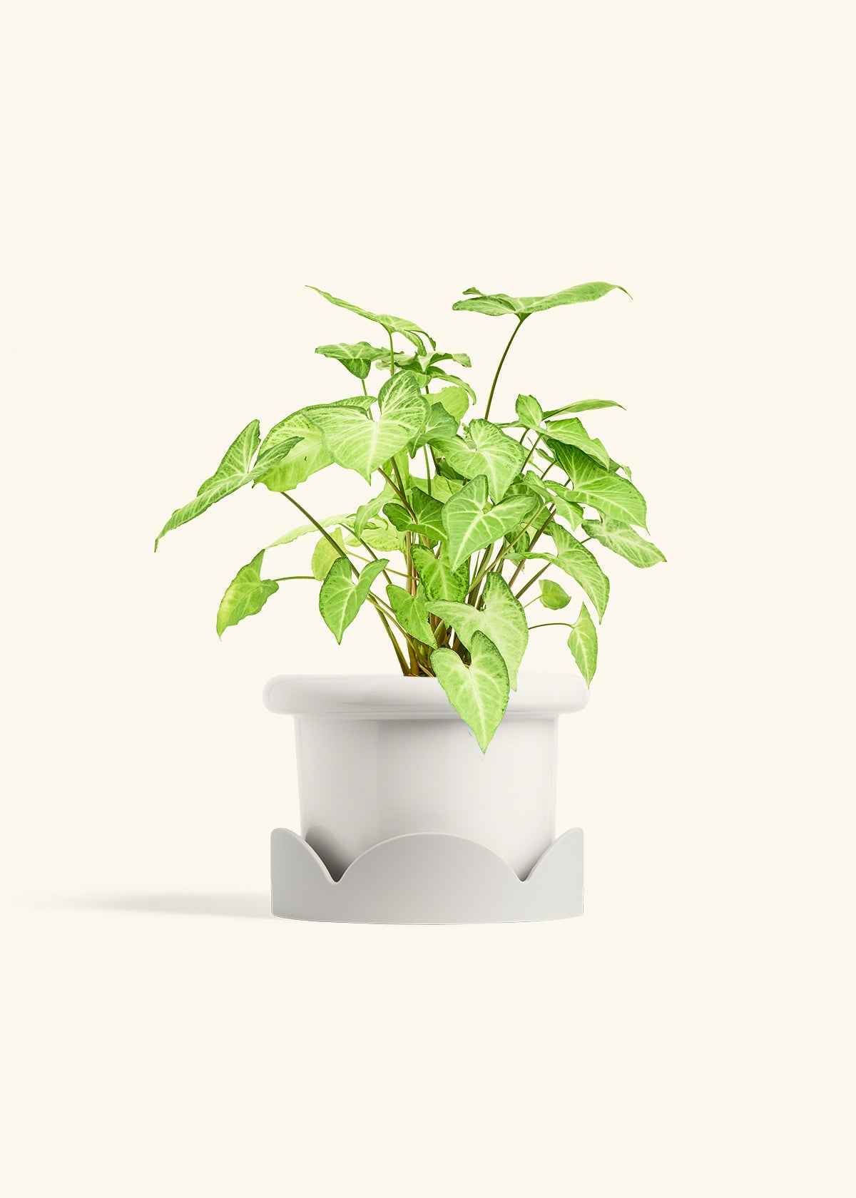 White Arrowhead Plant in a 6 inches Fat Lip White Planter in a Oat Petal Drip Tray