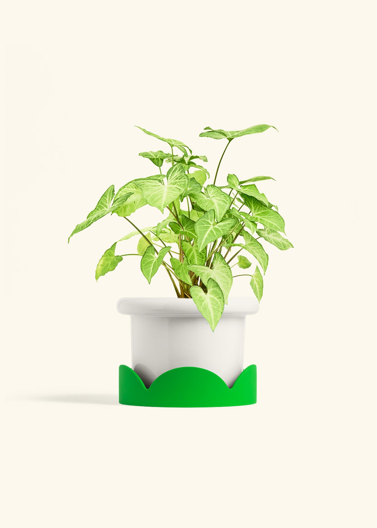 White Arrowhead Plant in a 6 inches Fat Lip White Planter in a Shamrock Petal Drip Tray