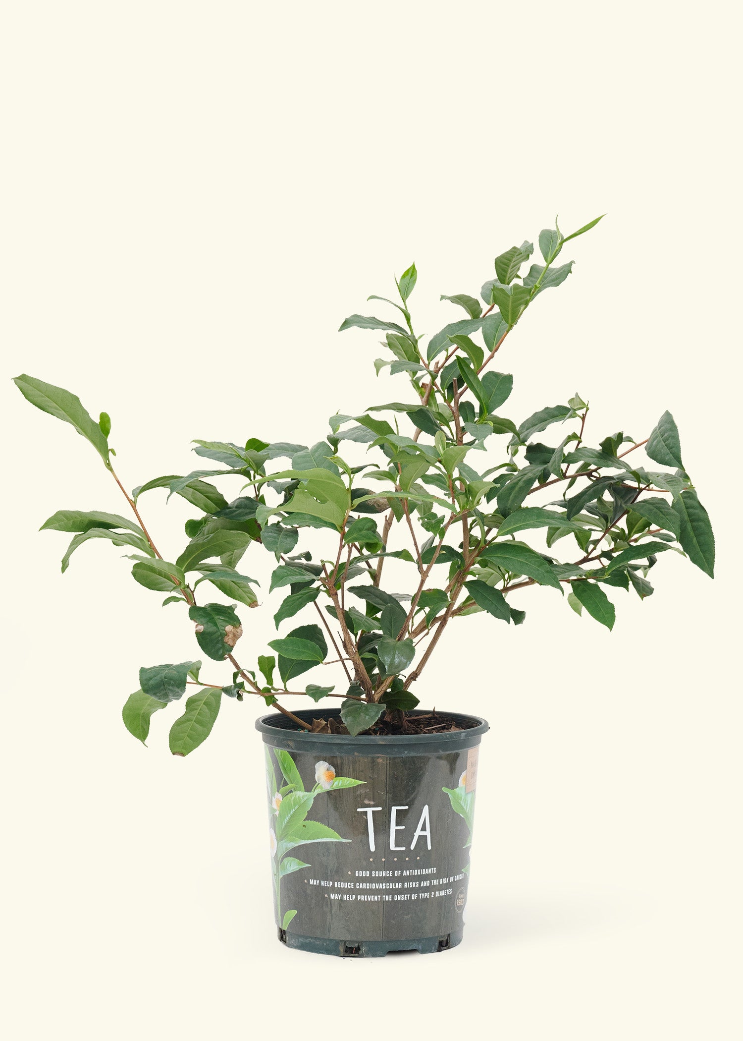 potted plant tea Tea Plant