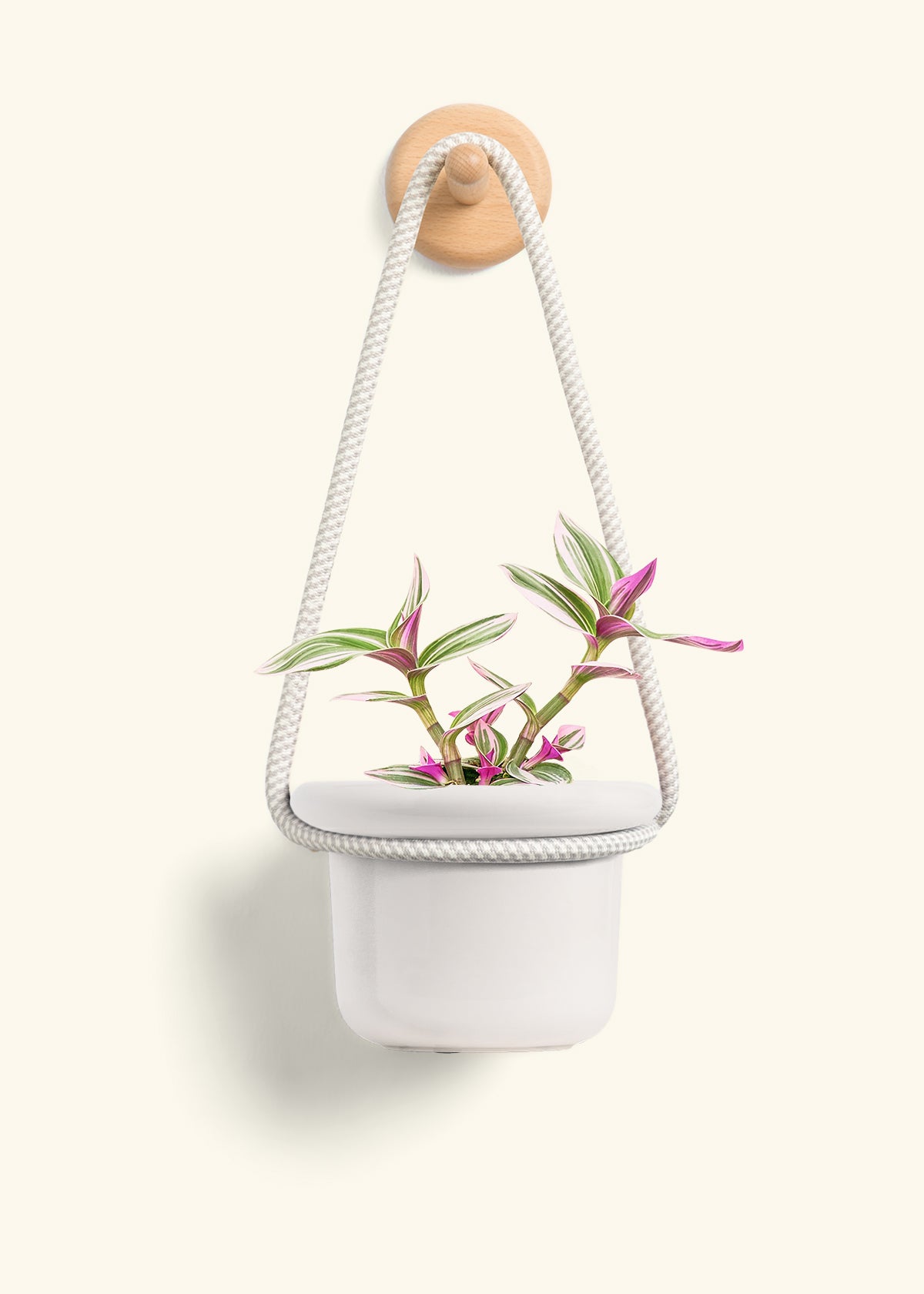 Tradescantia Nanouk (Small)