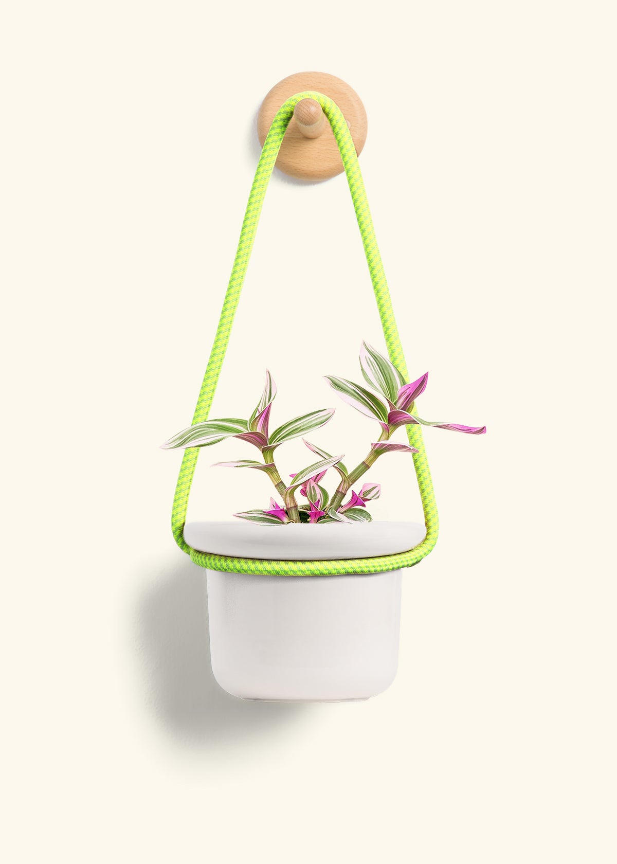 Tradescantia Nanouk (Small)
