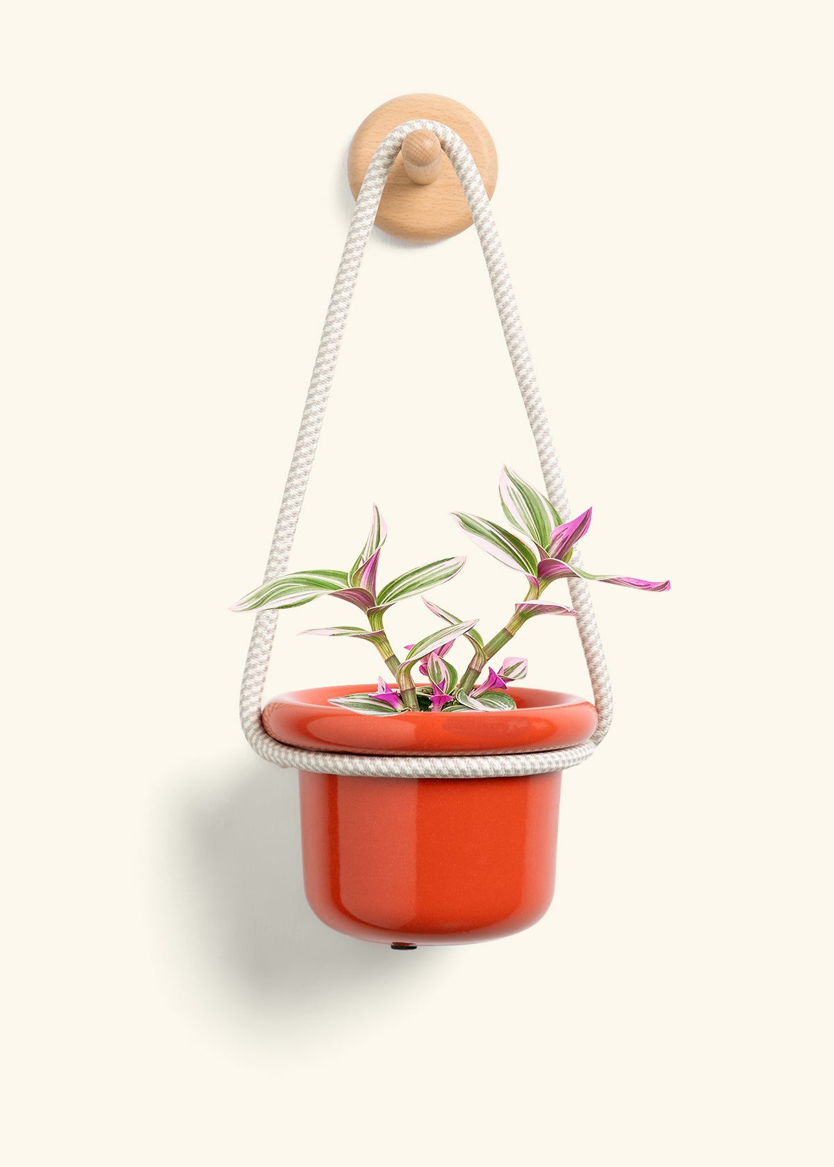 Tradescantia Nanouk (Small)