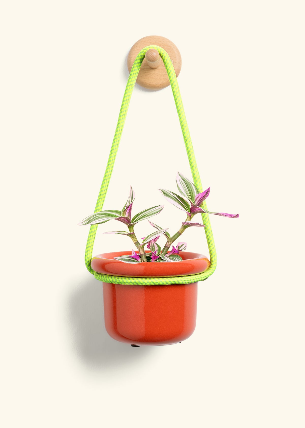 Tradescantia Nanouk (Small)