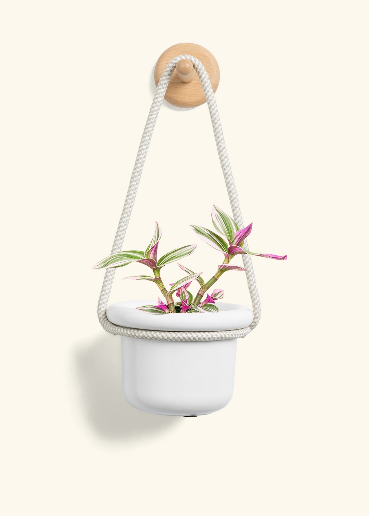 Tradescantia Nanouk (Small)