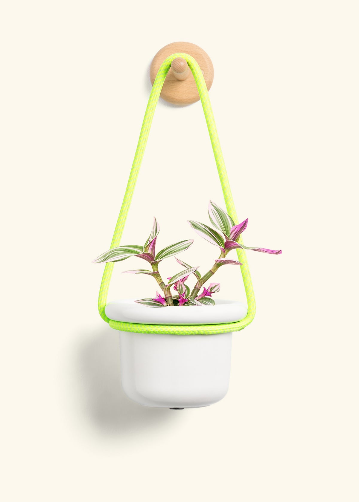Tradescantia Nanouk (Small)