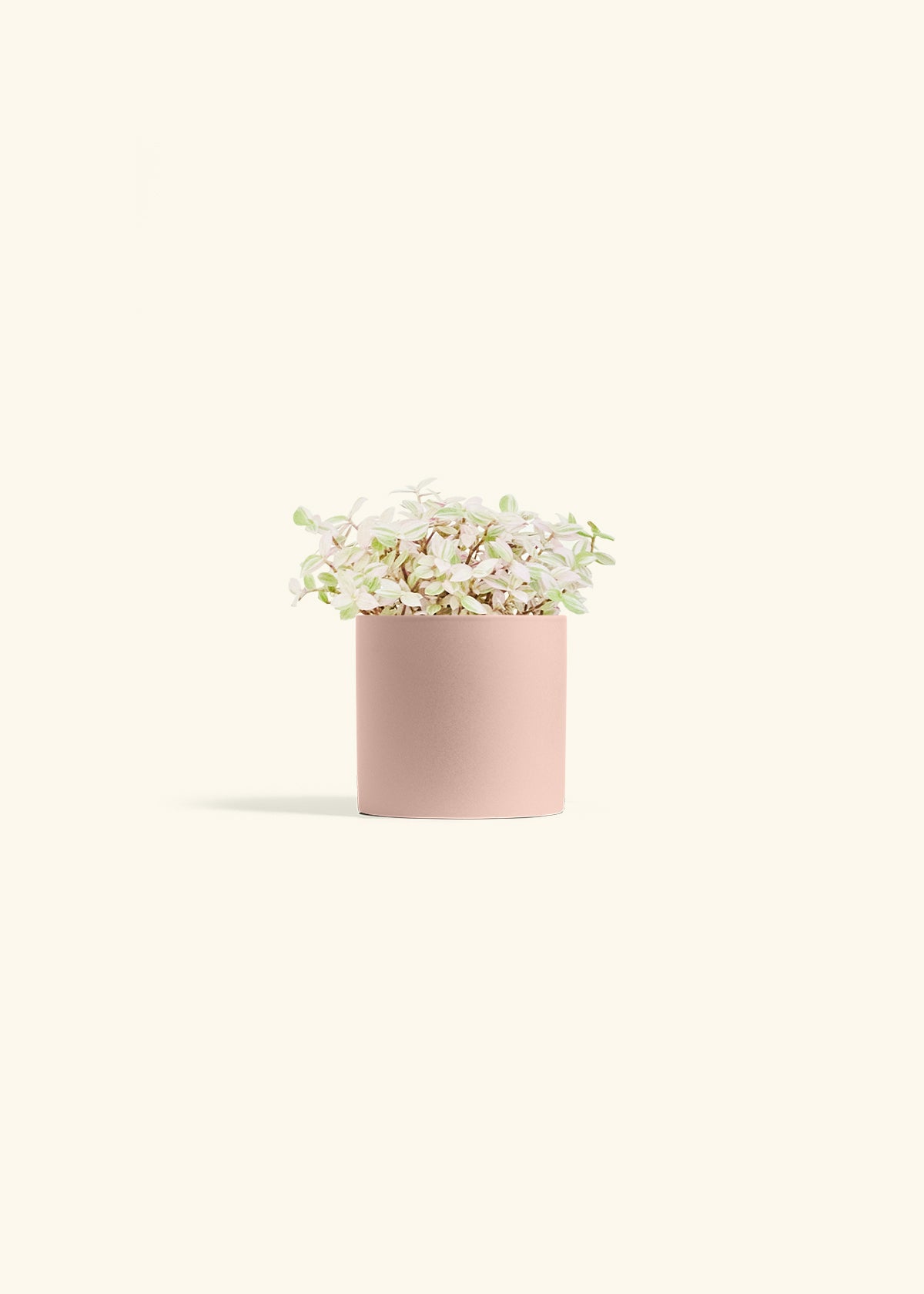 Pink Panther Tradescantia in a 4 inches Pink Classic Cylinder Planter