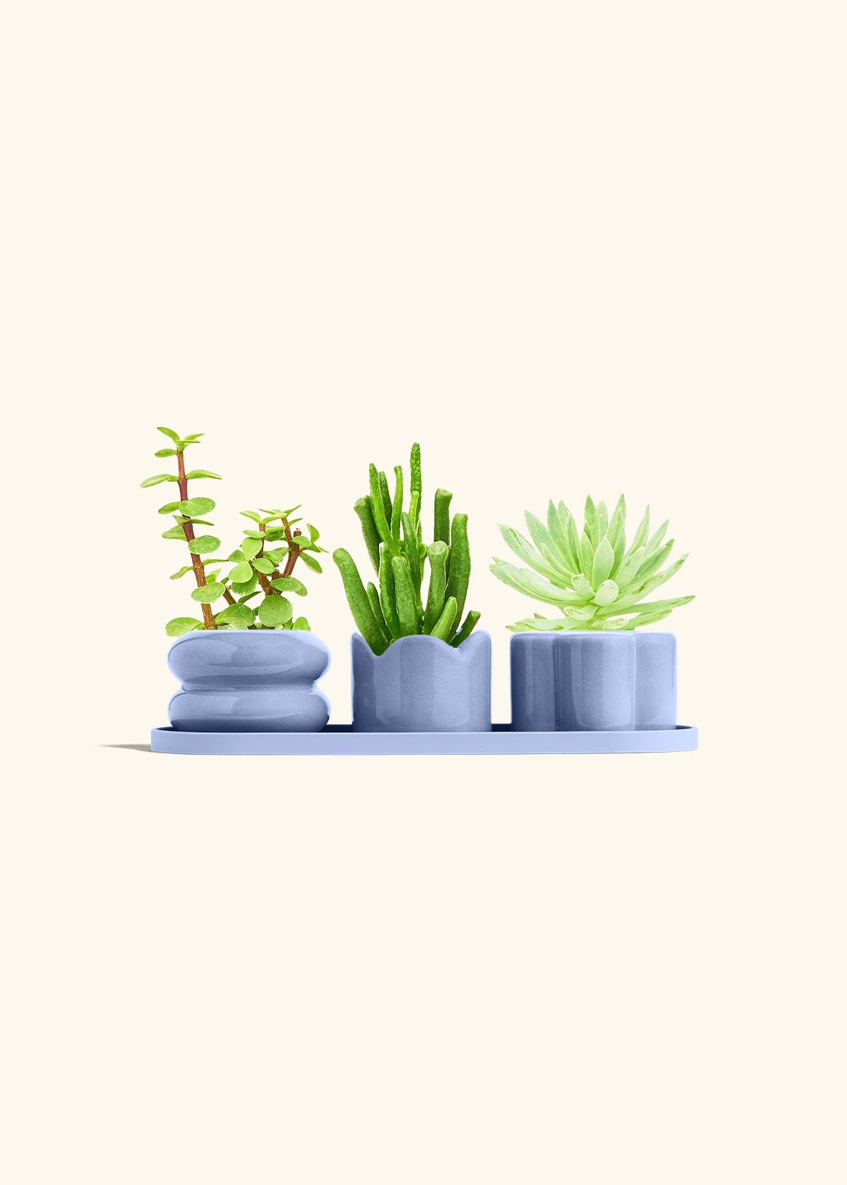 Baby Succulent Trio